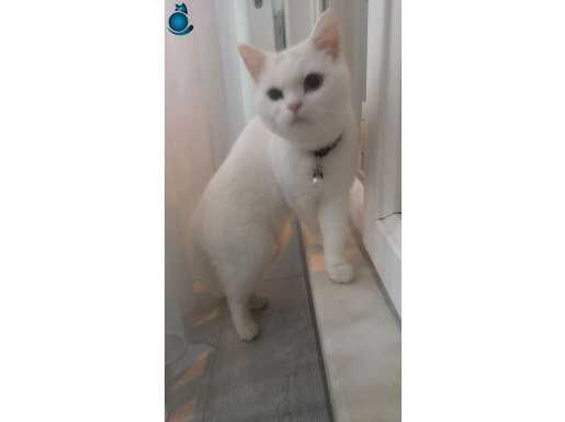 8 aylık kısır değil