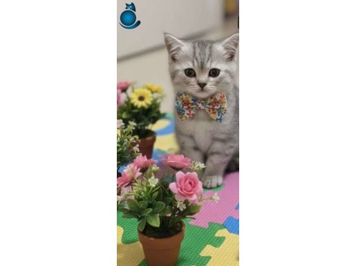 Brithish Shorthair Satılık
