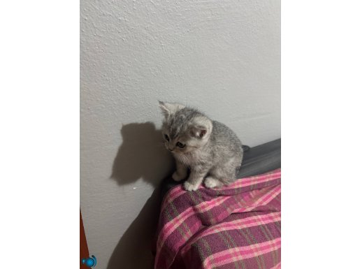 British Shorthair Yavrumuz 2 aylık