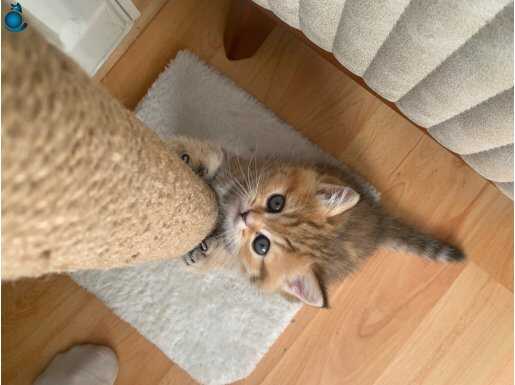 British golden erkek teddy golden dişi