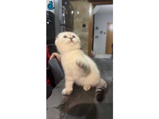 Oldukça tatlı scottish 