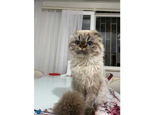 Scottish fold longhair