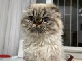 Scottish fold longhair