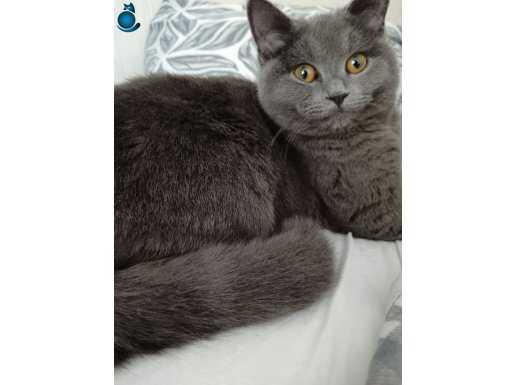 British shorthair 8 Aylik kedi, aşı yok