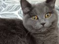 British shorthair 8 Aylik kedi, aşı yok