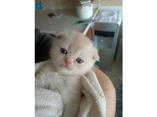 Golden brithis shorthair kedimizi sahiplndireceğiz