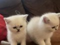 British Shorthair Kedimizi