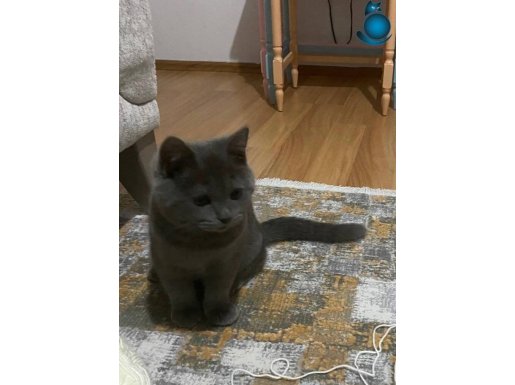 Alerjimden dolayı acil satılık