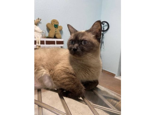 1 Yaşında Dişi Kedimiz Siyam Kırması