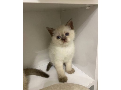 Maskeli Siyam Kırması Yavru Kedilerimiz