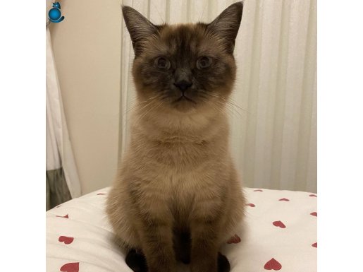 1 yaşında dişi, hamile olabilir