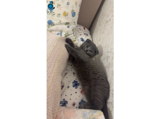 Oyuncu, tuvalet eğitimi var yeni evini bekliyor