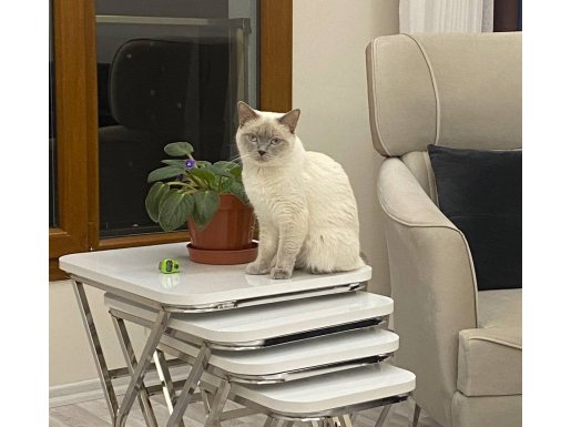 3 Yaşında Dünyalar Tatlısı Dişi British Shorthair