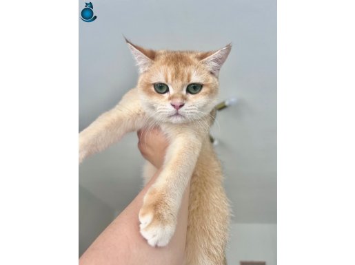 golden british shorthair