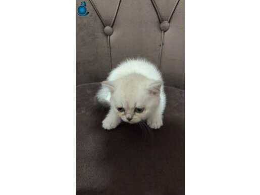  safkan British anne babadan yavru