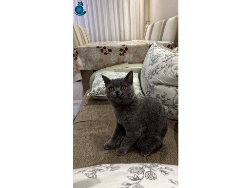 British Shorthair yavrumuz