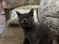 British Shorthair yavrumuz