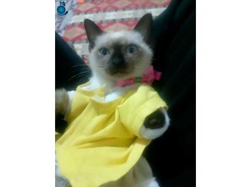 2adet Yavru erkek dişi birde anneleri 