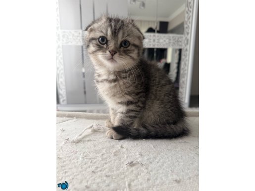 Yavrularımız yeni yuvasına gitmeye hazır 