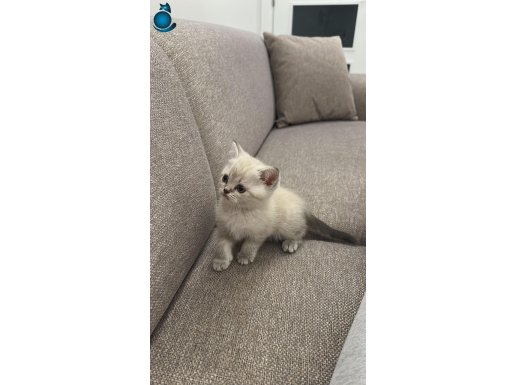 Safkan 2 Aylık Yavru British Shorthair