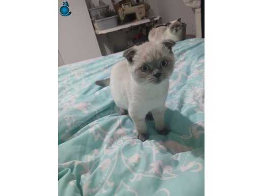 Ücretsiz sahiplendirilecektir