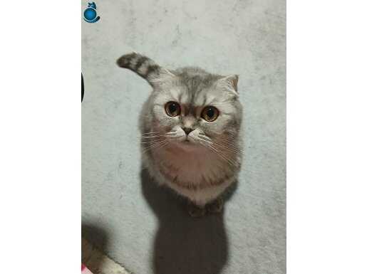 Ücretsiz sahiplendirilecektir 