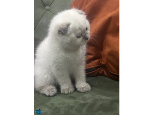 Işıltılı Blue Point Scottish Fold Yavrumuz Yeni Ailesini Bekliyor