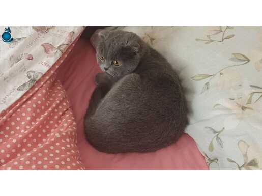 15 aylık dişi Scotish Fold 