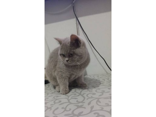 6 aylık kızımıza bir yuva arıyoruz