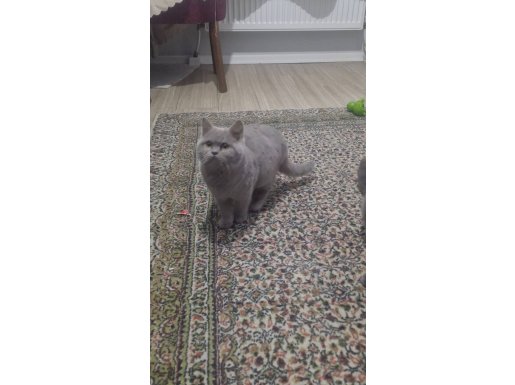 Evimizin Güzeli British Shorthair: 6 Aylık Prenses Yeni Yuvasını Bekliyor