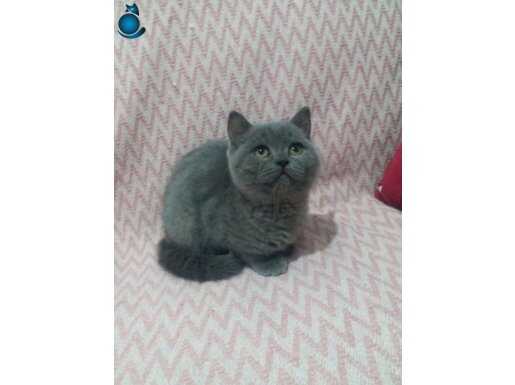 3 aylık britis dişi