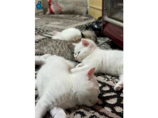 Yavru kedilerimiz sahiplerini bekliyor