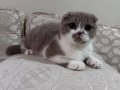 Mardin Kızıltepe’den Sosyal ve Oyuncu 3 Aylık Scottish Fold Dişi Yavru