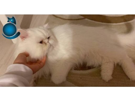 ÜCRETSİZ SAFKAN İRAN KEDİMİ ACİL SAHİPLENDİRİYORUM