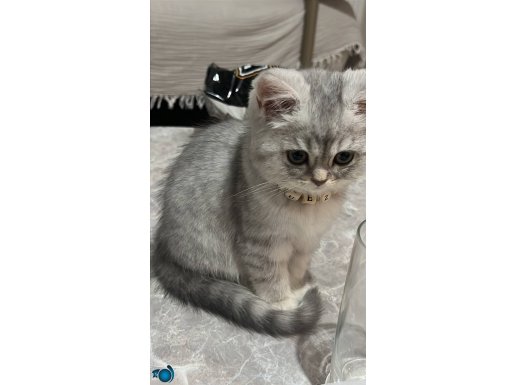 Oyuncu sevecen yavru