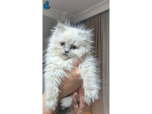 British Longhair Blue point