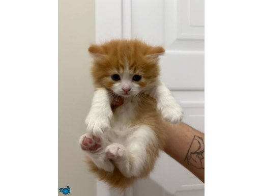 Sarman scottish fold kırma