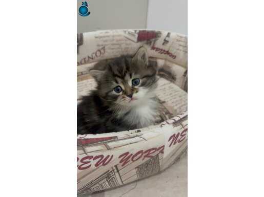 Scottish fold kırma 1 aylık erkek yavru kedi 