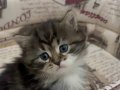 Scottish fold kırma 1 aylık erkek yavru kedi 