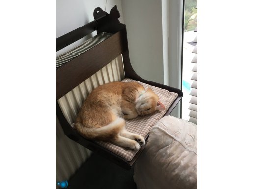 Tarçın acil yuva arıyor 