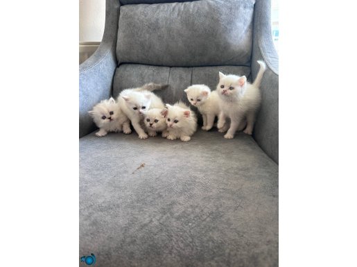 British Yavrular mavi gözlü minnaklarım