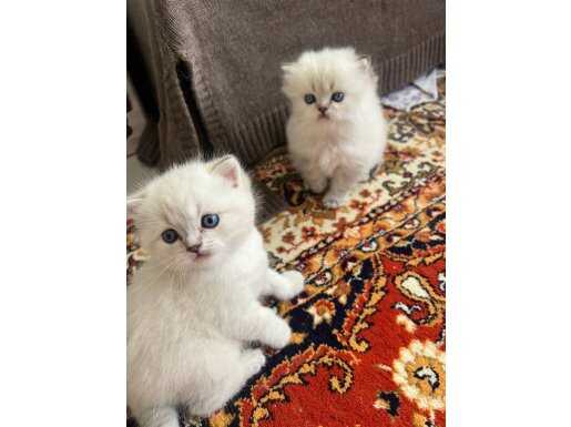 POFUDUK DİŞİ VE ERKEK MAVİ GÖZLÜ BEBEKLER