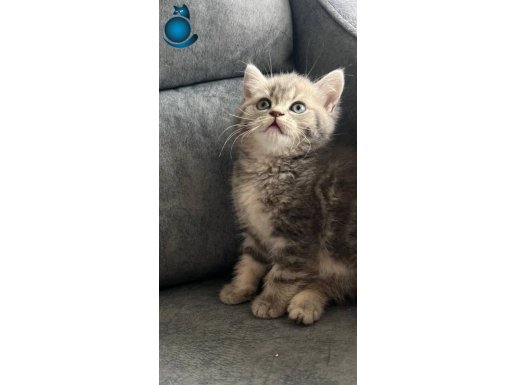 Ayı Suratlı British Yavrular