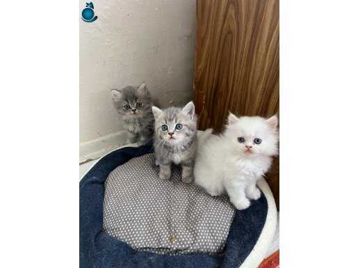 British Ayıcık Yavrular