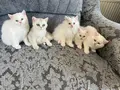 Ayıcık suratlı, bebek kedilerim
