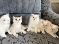 Ayıcık suratlı, bebek kedilerim