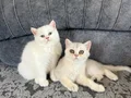 Ayıcık suratlı, bebek kedilerim