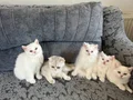 Ayıcık suratlı, bebek kedilerim