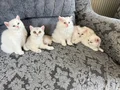 Ayıcık suratlı, bebek kedilerim