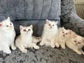 Ayıcık suratlı, bebek kedilerim
